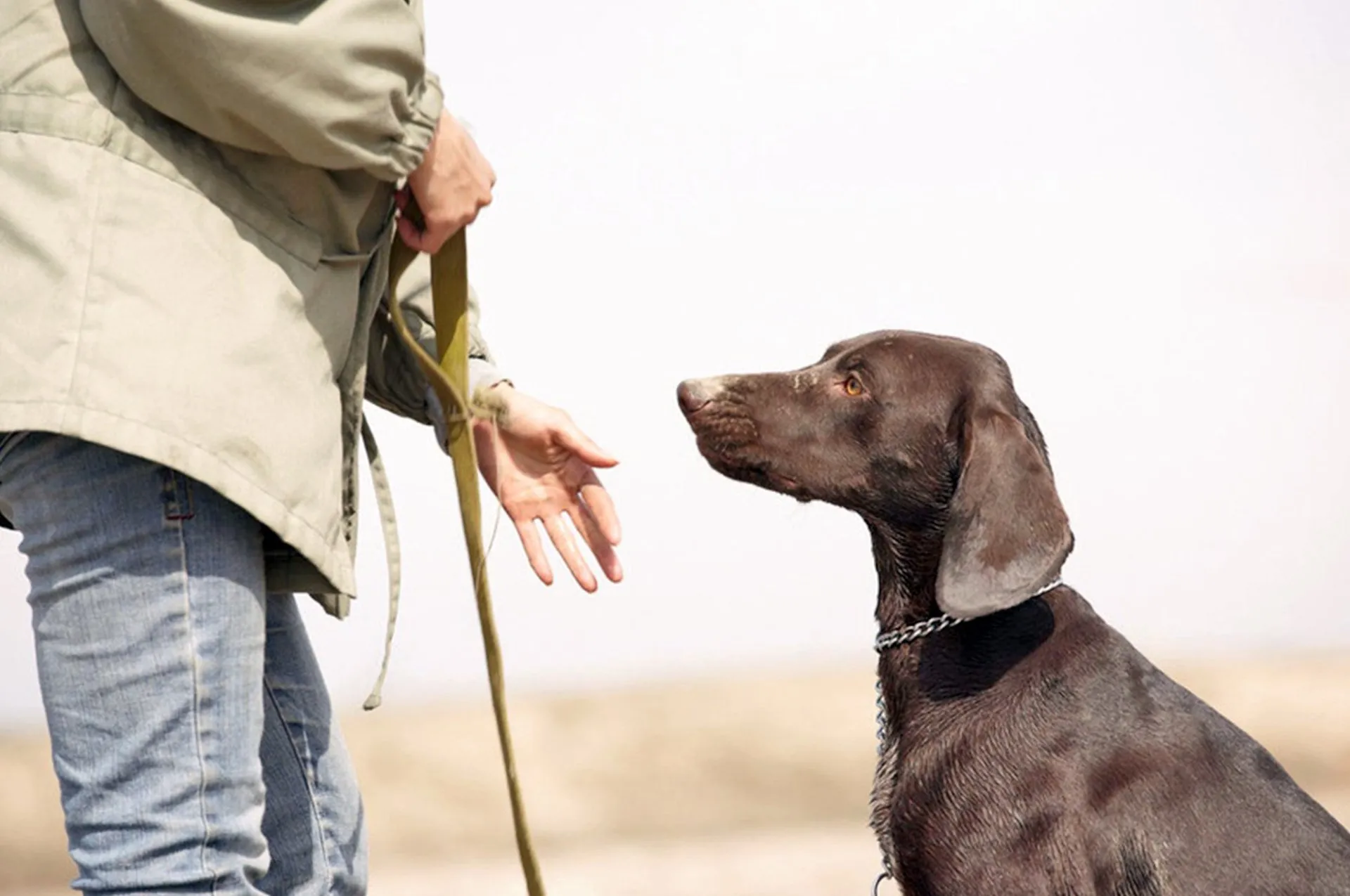2 Week On-Leash Board and Train Denver, CO