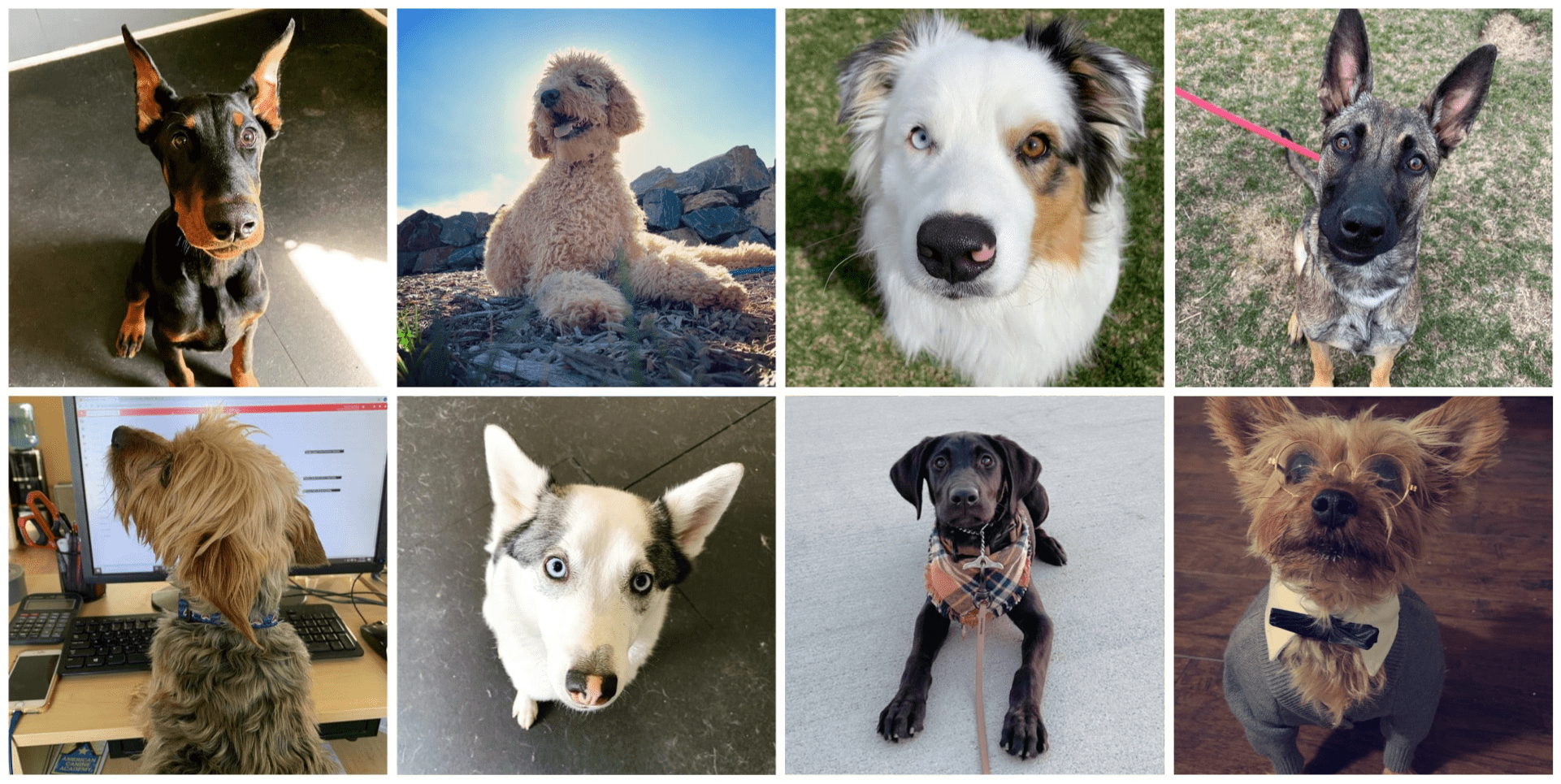 Expert Dog Training Henderson