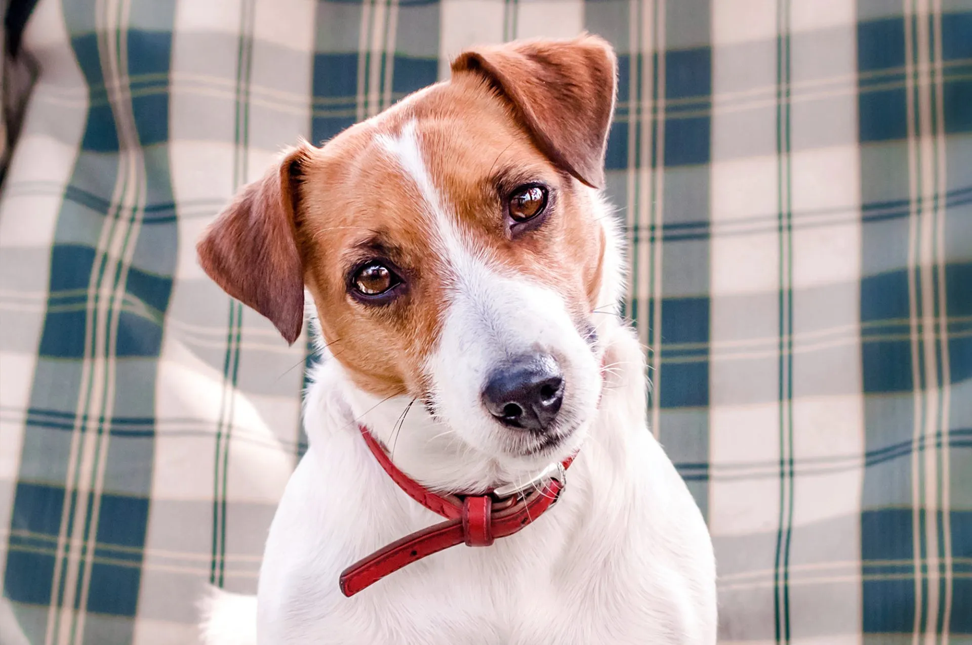 Dog Boarding Policy