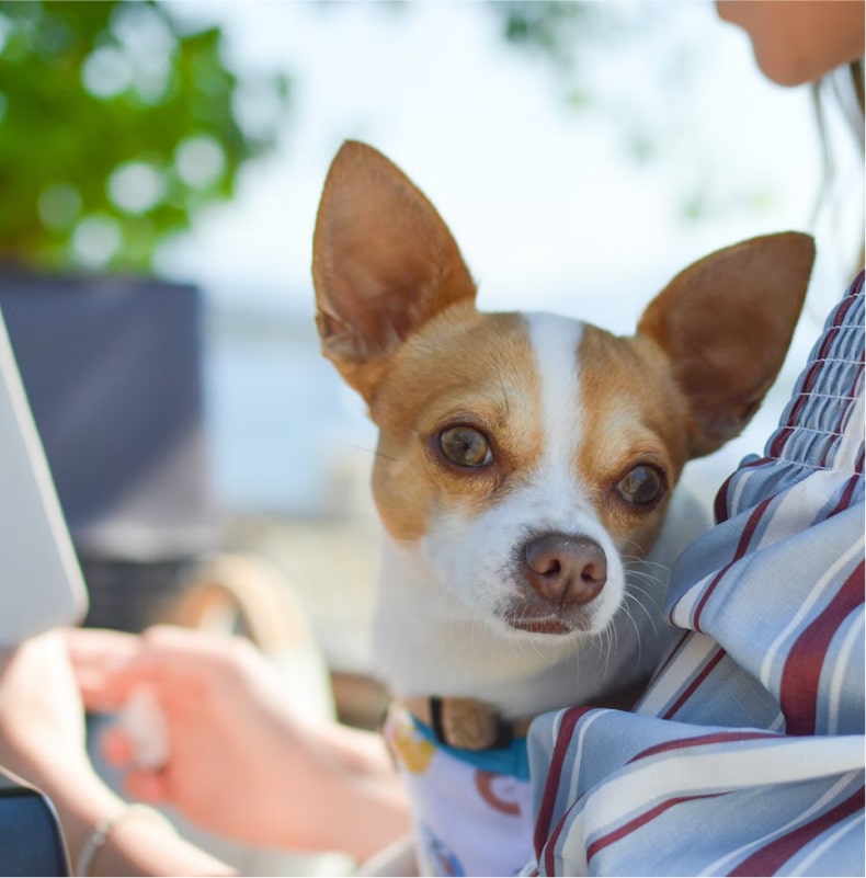 Dog Boarding Policy
