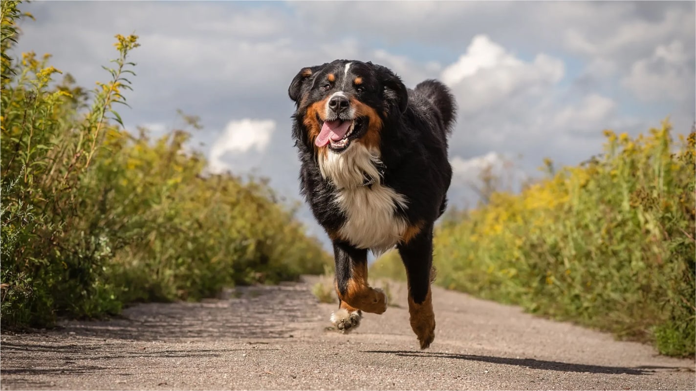 The Perfect Destination For Dogs
