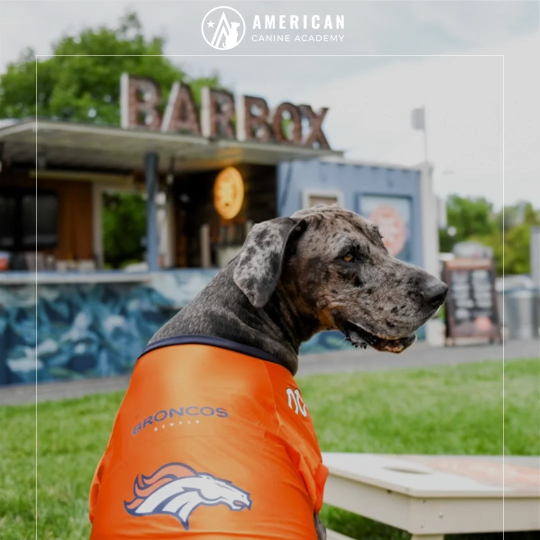 9 Dog Friendly Patios in the Denver Area | 2024