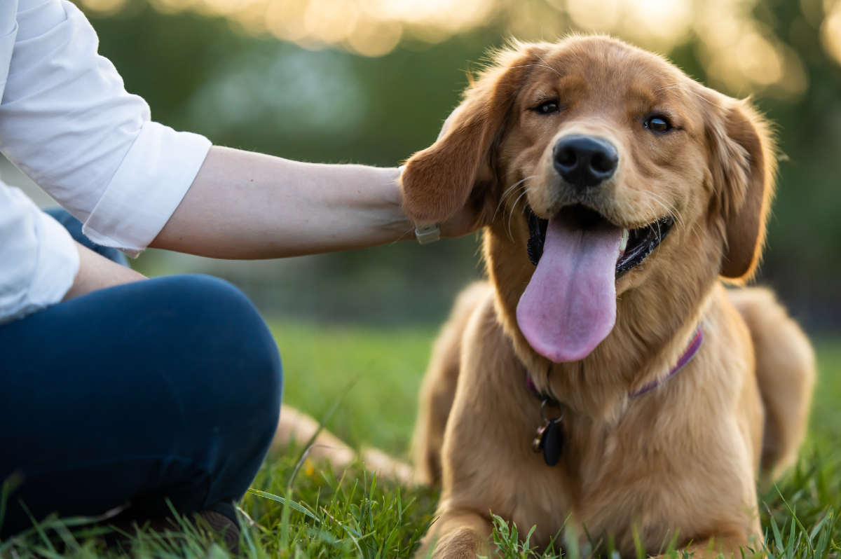 Golden Retriever Puppy 2 Week Off-Leash Board & Train in Denver, CO