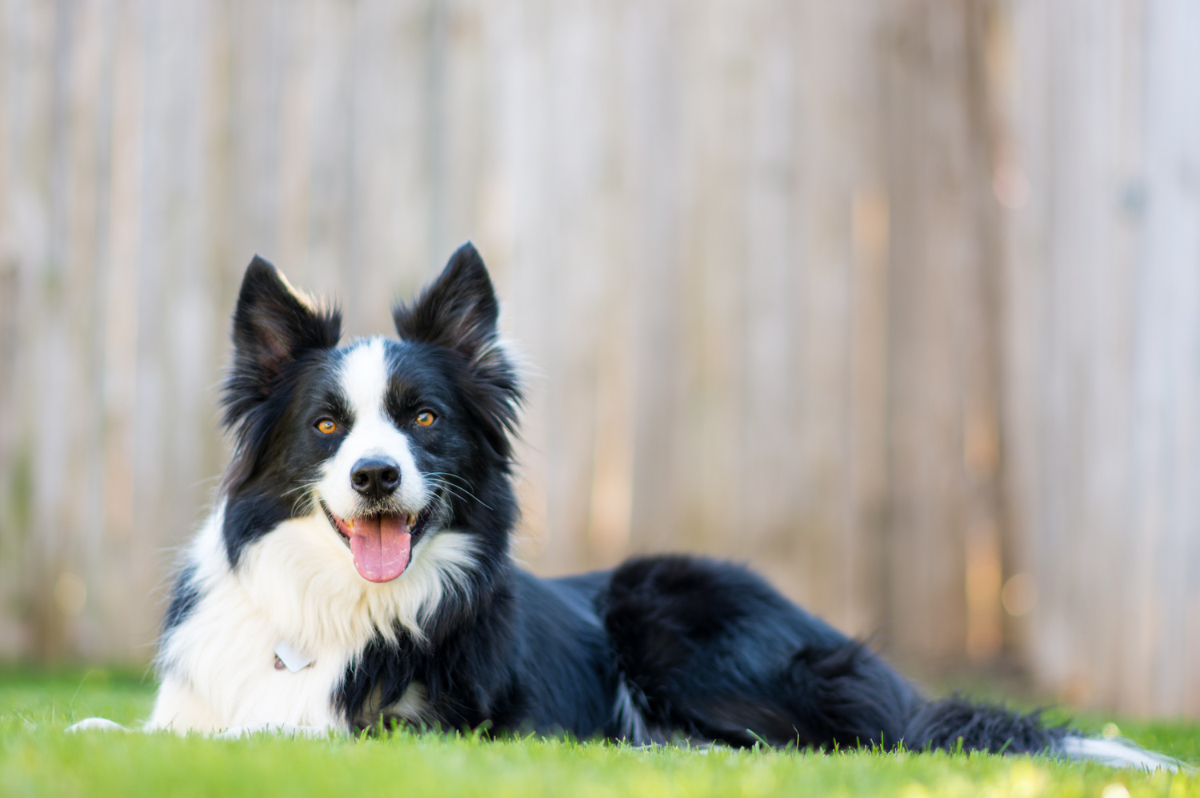 Dog Reactivity, Food Aggressive, Resource Guarding, Border Collie in Board and Train Denver, CO