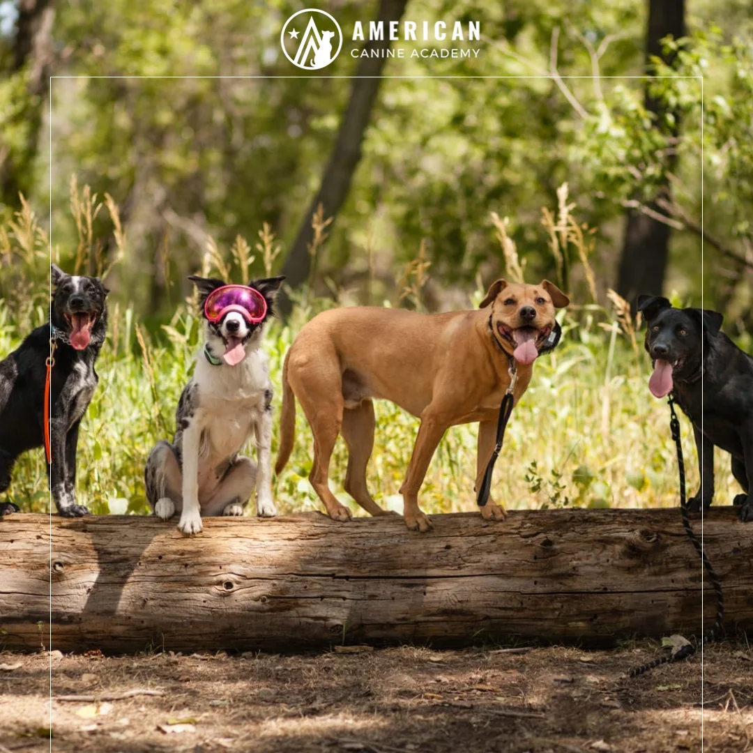 Why Dog Mental Health Deserves More Attention (And 5 Tips to Keep Your Pup Happy and Stimulated)