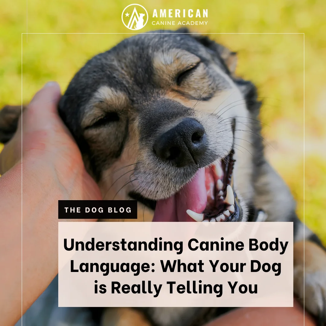 Understanding Dog Body Language: What Your Dog is Really Telling You