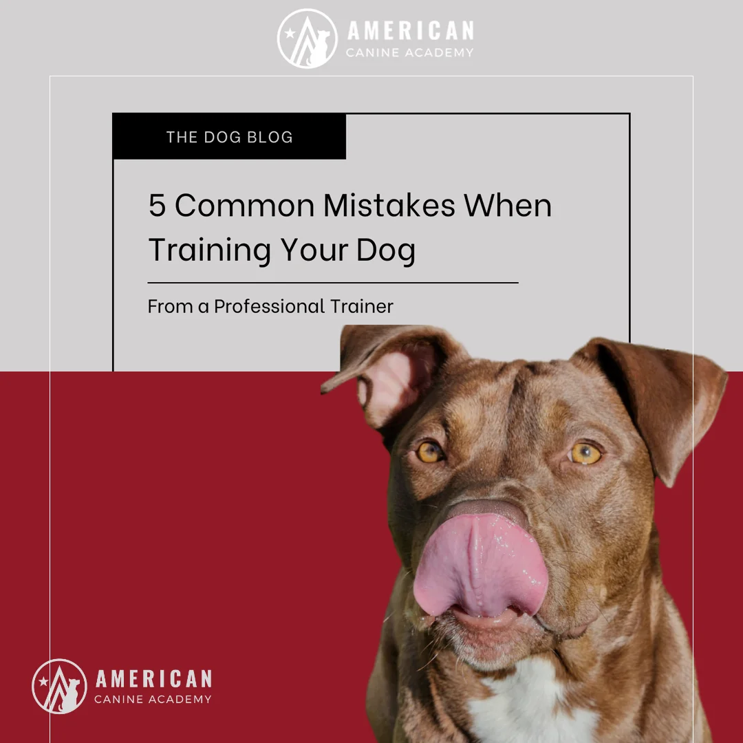 5 Common Dog Training Mistakes