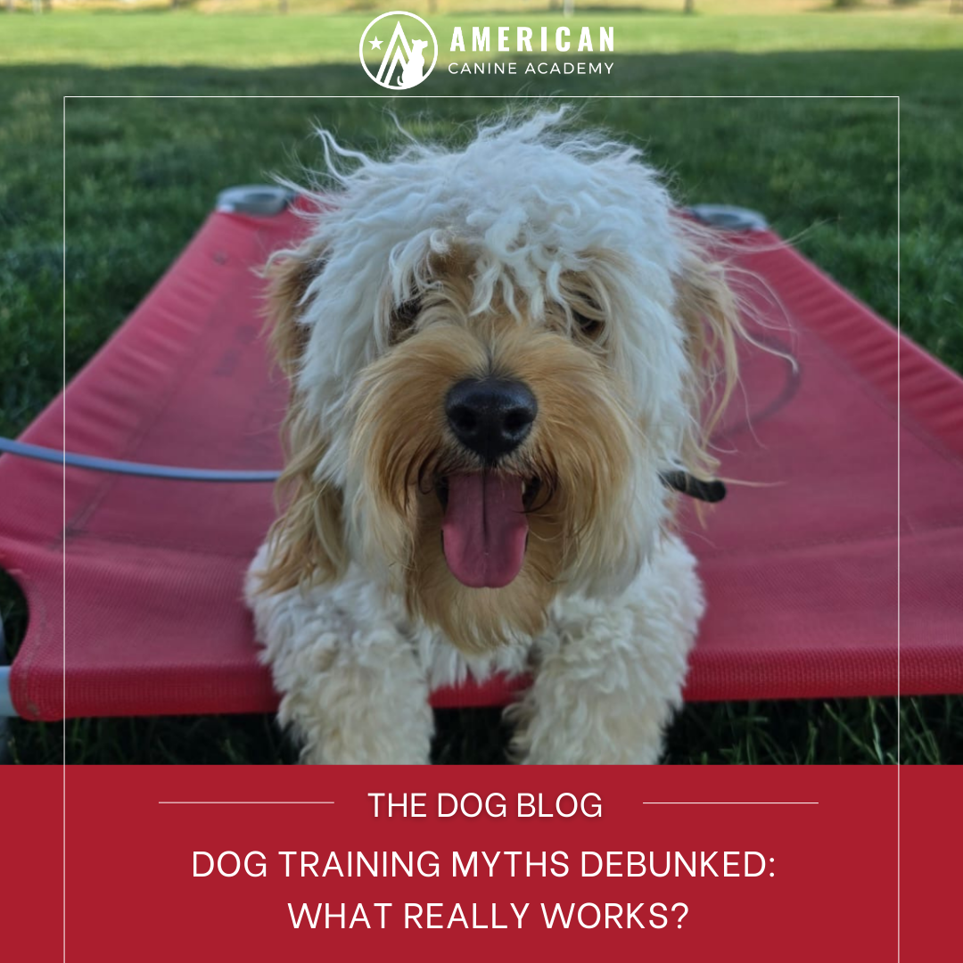 Dog Training Myths Debunked: What Really Works?