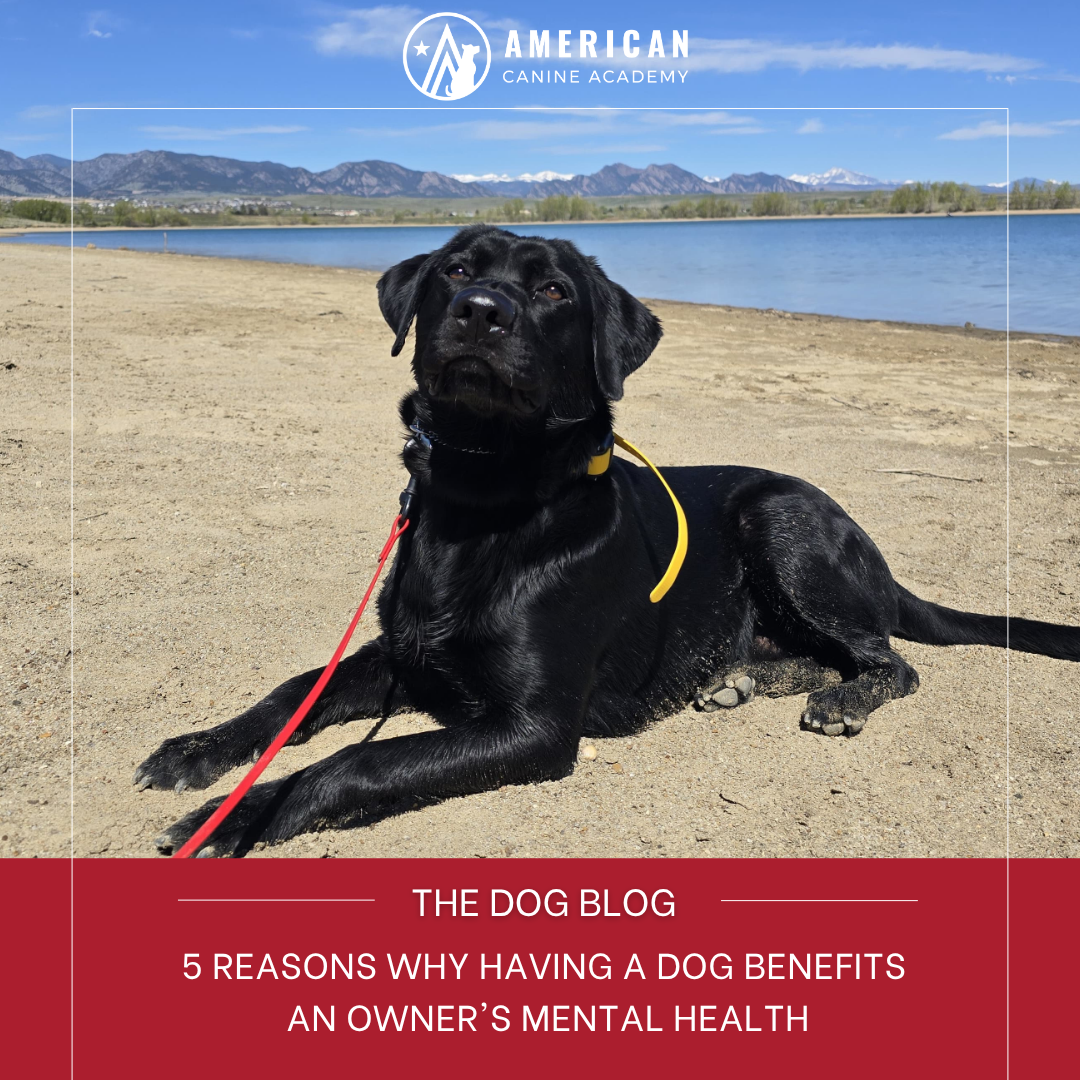 5 Reasons Why Having a Dog Benefits an Owner’s Mental Health