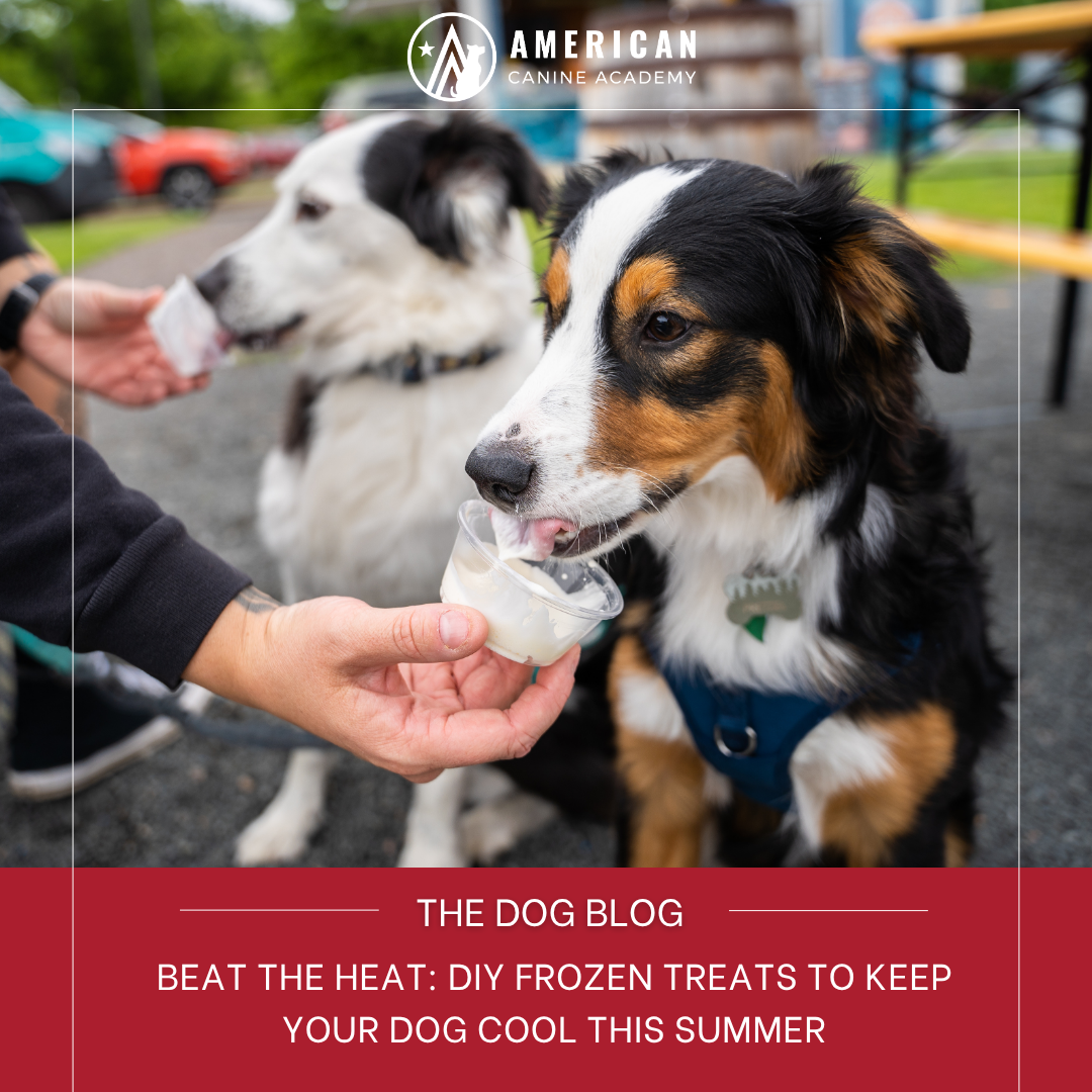 Beat the Heat: DIY Frozen Treats to Keep Your Dog Cool This Summer