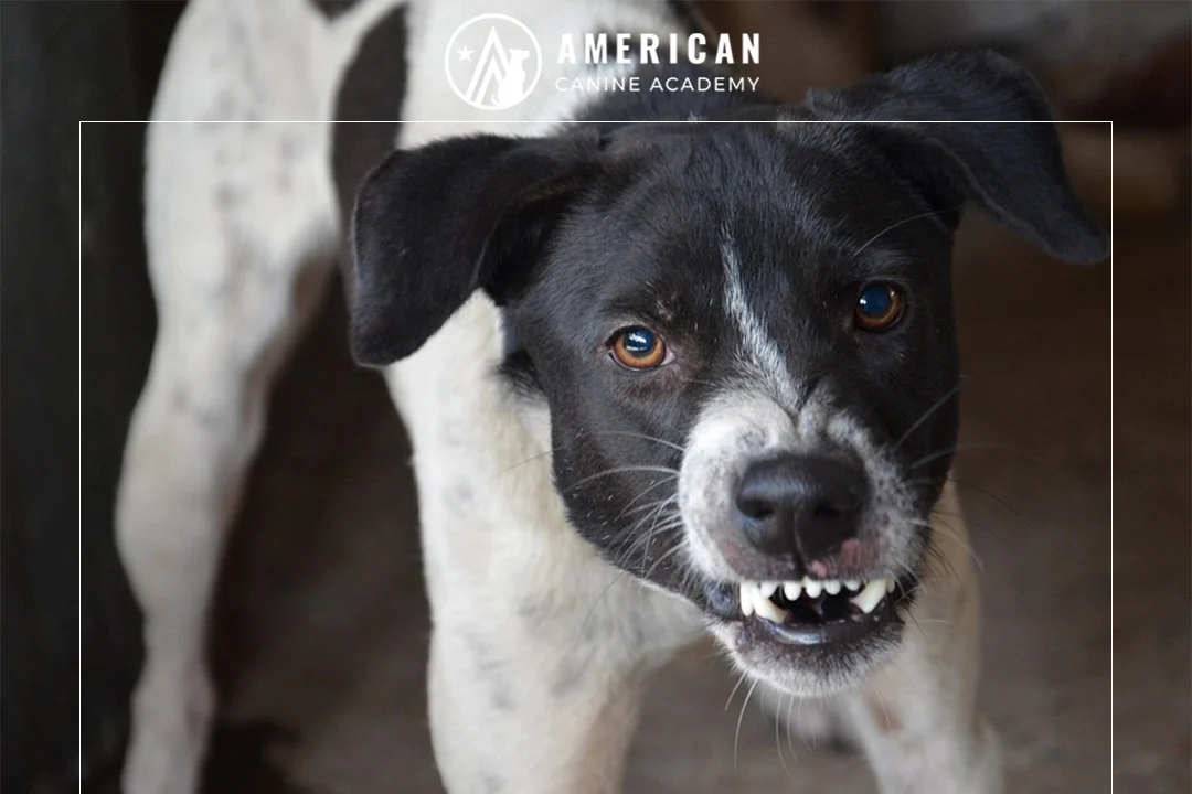 Best Ways to Correct Aggressive Behavior in Dogs